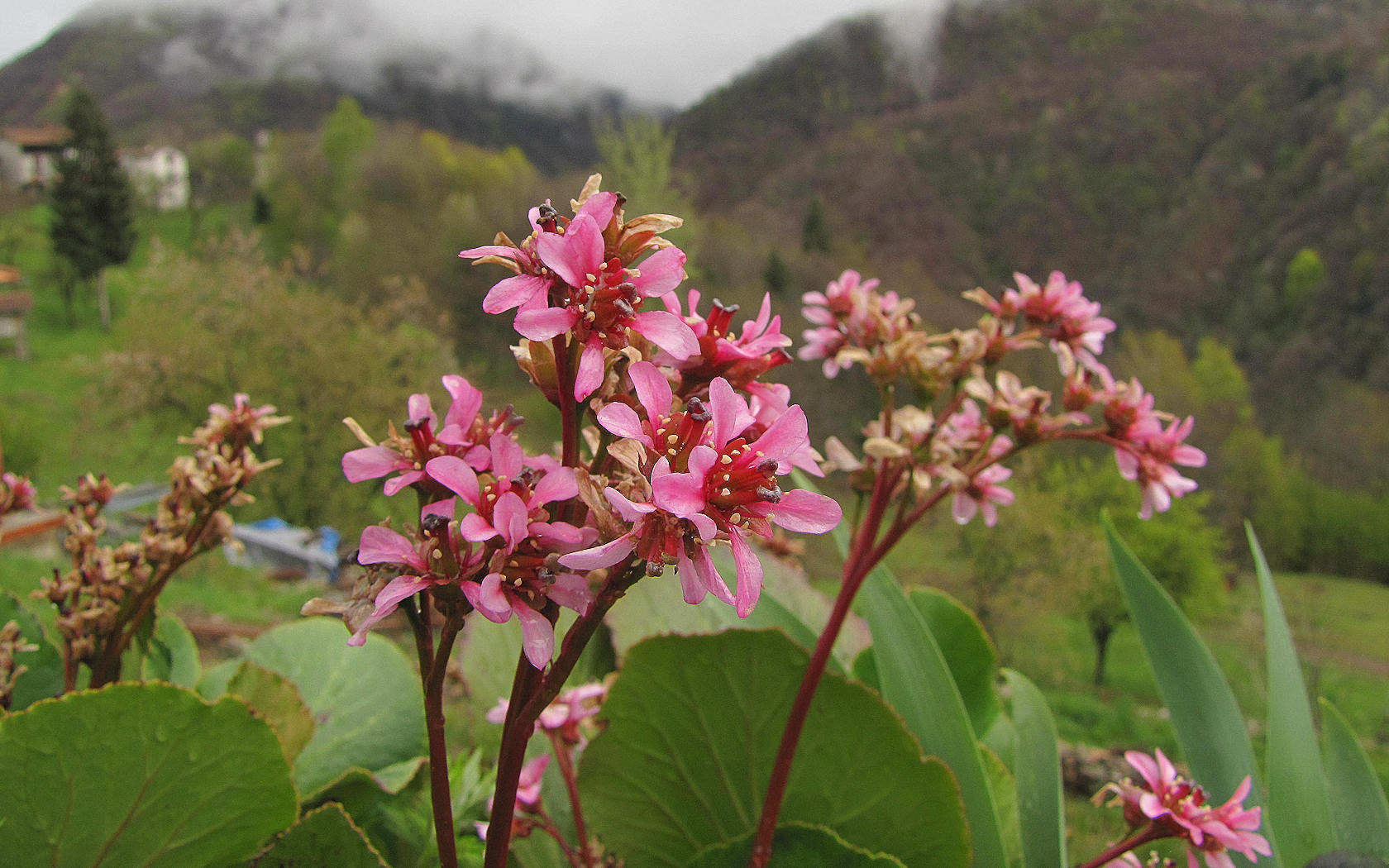 Fiore sui monti uggiosi